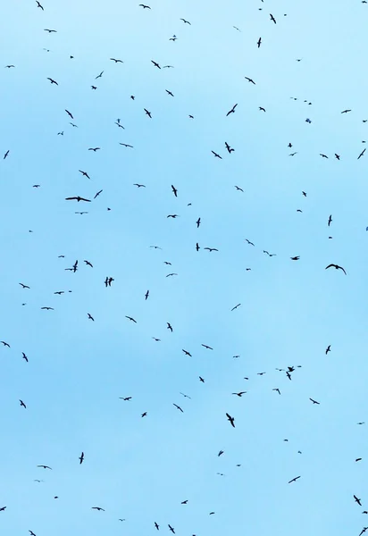 Gaivotas Rebanho Pássaros Fundo Céu Com Espaço Cópia — Fotografia de Stock