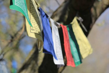 Bir ağaçta asılı renkli Budizm bayrakları