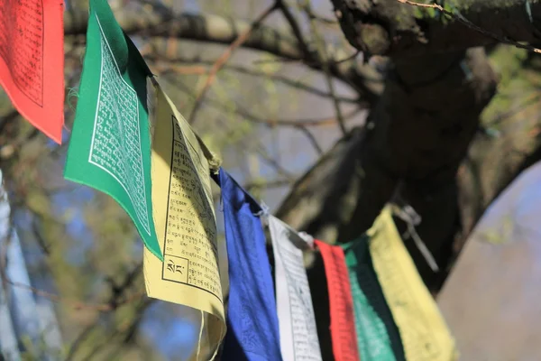 Färgglada buddhismen flaggor hängande i ett träd — Stockfoto