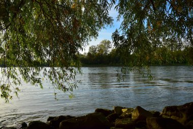 Bruehl, Rhein-Neckar-Kreis, Baden-Wuerttemberg, Almanya 'daki Doğa Koruma Alanı' nda Söğüt ağacı dalları ve nehir Ren Nehri..