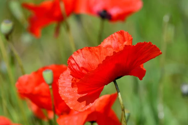 Piękny Czerwony Kwiat Maku Innymi Tle — Zdjęcie stockowe