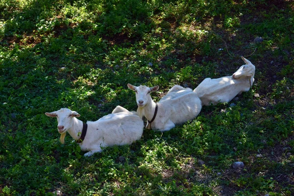 Trois Chèvres Blanches Avec Des Cloches Rangée Lombardie Italie — Photo