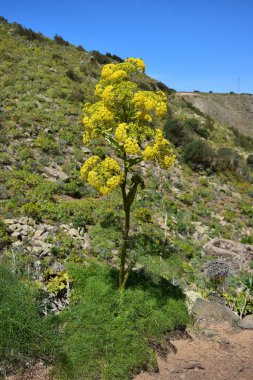 Haria yakınlarındaki 1000 palmiye vadisindeki dev rezene (Ferula). Lanzarote, İspanya.