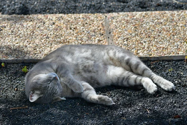 Tabby Bonito Deitado Lado Dormindo Sol Manhã Encontra Pequenas Pedras — Fotografia de Stock