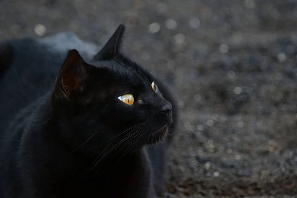 Gato Preto Com Olhos Amarelos Brilhantes Lanzarote Espanha — Fotografia de Stock