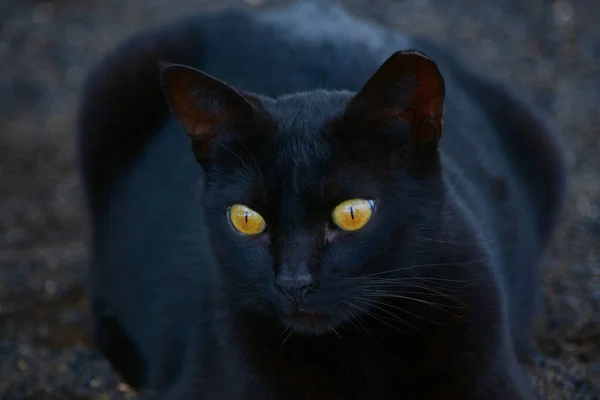 Gatto Nero Con Gli Occhi Giallo Brillante Lanzarote Spagna — Foto Stock