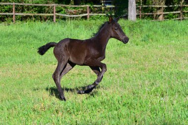 Yeşil bir çayırda mutlu bir şekilde dörtnala koşan tatlı, genç, siyah bir tay..