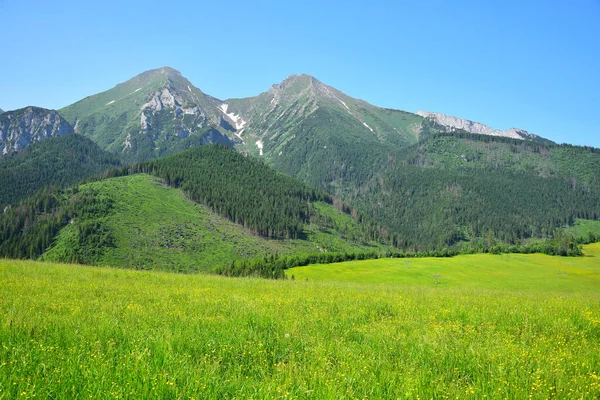 Two Highest Mountains Belianske Tatra Havran Zdiarska Vidla Yellow Flower Royalty Free Stock Photos