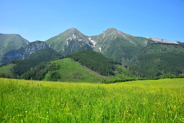 Two Highest Mountains Belianske Tatra Havran Zdiarska Vidla Yellow Flower — Stock Photo, Image