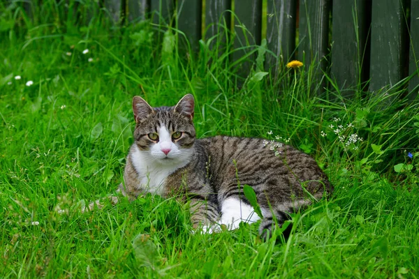 Gato Bonito Tabby Com Marcas Brancas Deitado Grama Verde — Fotografia de Stock