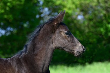 Yeşil arkaplanı olan genç, tatlı, siyah, sıcak kanlı bir tayın portresi..
