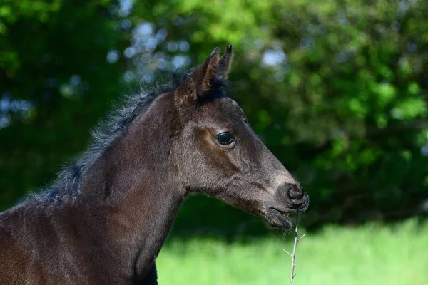 Portré Egy Aranyos Fiatal Fekete Melegvérű Csikó Zöld Háttérrel Harapdálja — Stock Fotó