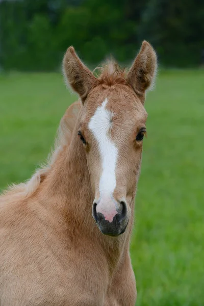 Portrét Roztomilé Mladé Palomino Teplokrevné Klisny Stojící Zelené Louce — Stock fotografie