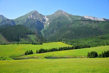 Belianske Tatra, Havran ve Zdiarska vidla 'nın en yüksek iki dağı. Sarı bir çiçek çayırı ve önünde iki gölet.