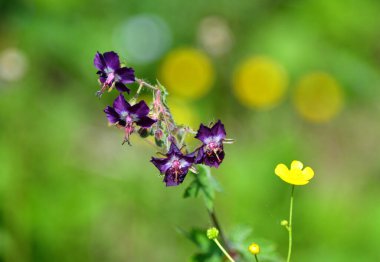 Slovakya 'da Belianske Tatra' da bir çayırda leylak sardunya ve sarı düğün çiçekleri..