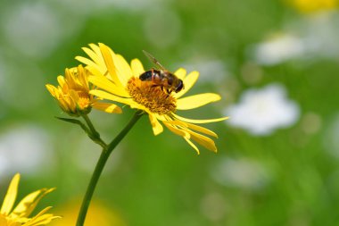 Slovakya 'daki High Tatras otlağındaki sarı bir doronicum çiçeğinin üzerinde yaygın bir dron sineği (Eristalis tenax)..