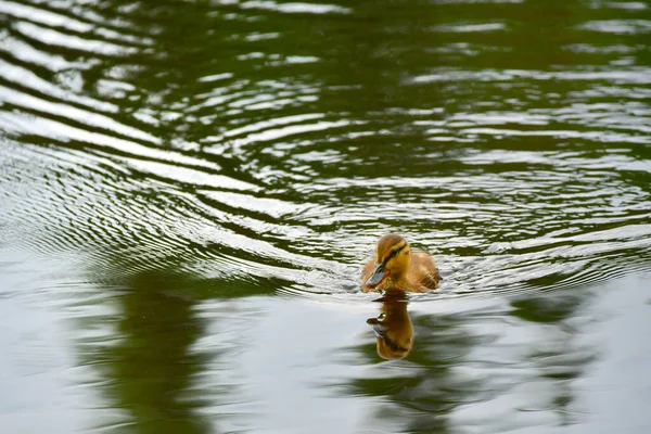 Roztomilé Kachní Koupání Jezeře Tatrách Slovensku Odráží Jezeře — Stock fotografie