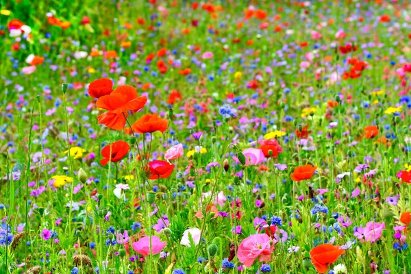 Belo Prado Flores Com Diferentes Flores Coloridas Foco Está Nas — Fotografia de Stock