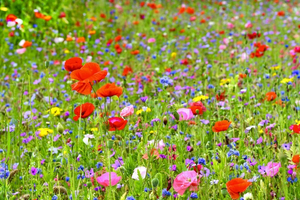 Vacker Blomsteräng Med Olika Färgglada Fältblommor Fokus Ligger Röda Vallmo Royaltyfria Stockbilder