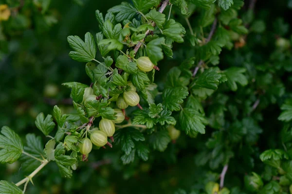A young gooseberry bush with green fruits grows in the garden on the farm. Gardening. A greeting card or banner for a sale for the spring festival or the autumn harvest.