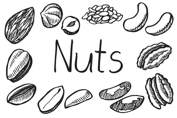 Set Hand Drawn Nuts Illustration Sketch Style Vector Illustration Isolated — Stock Vector