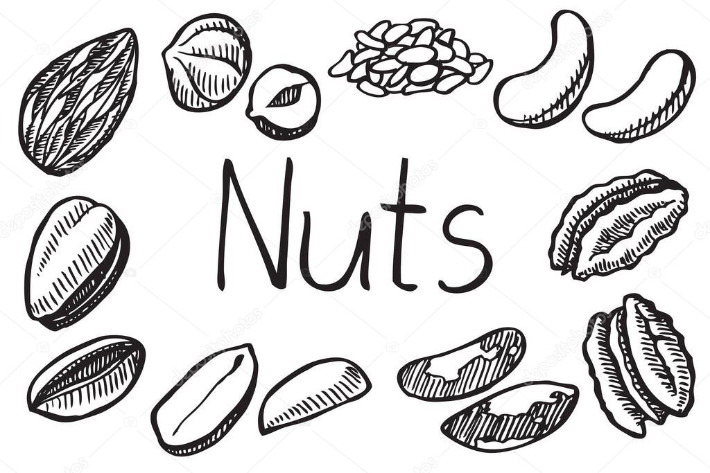 Set of hand drawn nuts. Illustration in sketch style. Vector illustration isolated on white background.