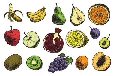 Meyve seti: muz, elma, armut, erik, ve el çizimi renkli taze meyveler. Beyaz arkaplanda vektör çizimi. Organik yiyecekler.