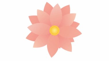 Animasyon pembe çiçek açar. Vektör illüstrasyonu beyaz arkaplanda izole edildi.