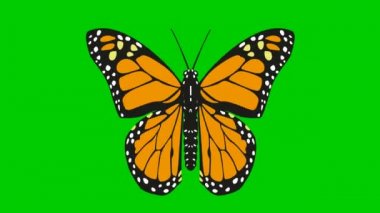 Animasyon siyah turuncu kelebek kanatları. Döngülü video. Düz vektör çizimi yeşil arkaplanda izole edildi.