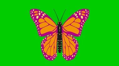 Animasyon pembe turuncu kelebek kanatları. Döngülü video. Düz vektör çizimi yeşil arkaplanda izole edildi.