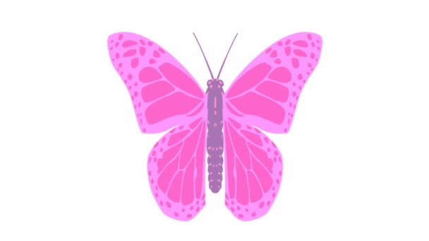Animated Pink Butterfly Flaps Looped Video Flat Vector Illustration Isolated — Stock Video