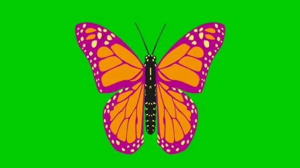 Animated Pink Orange Butterfly Flaps Looped Video Flat Vector Illustration — Stock Video