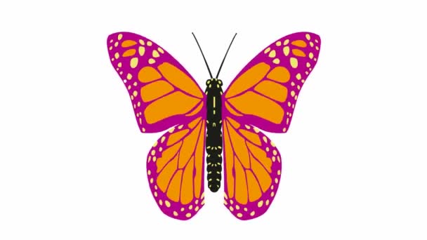 Animated Pink Orange Butterfly Flaps Looped Video Flat Vector Illustration — Stock Video