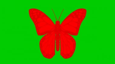 Animated red butterfly flaps. Looped video. Flat vector illustration isolated on green background.