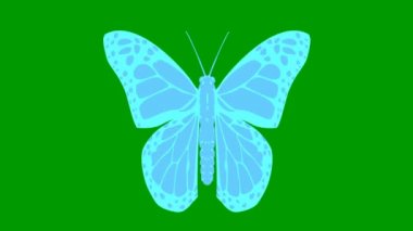 Animasyon mavi kelebek kanatları. Döngülü video. Düz vektör çizimi yeşil arkaplanda izole edildi.