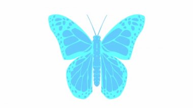 Animated blue butterfly flaps. Looped video. Flat vector illustration isolated on whitebackground.