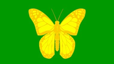 Animated yellow butterfly flaps. Looped video. Flat vector illustration isolated on green background.