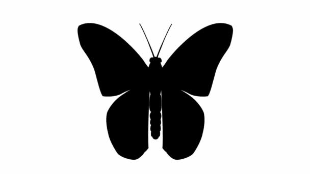 Animated Black Butterfly Flaps Looped Video Flat Vector Illustration Isolated — Stock Video