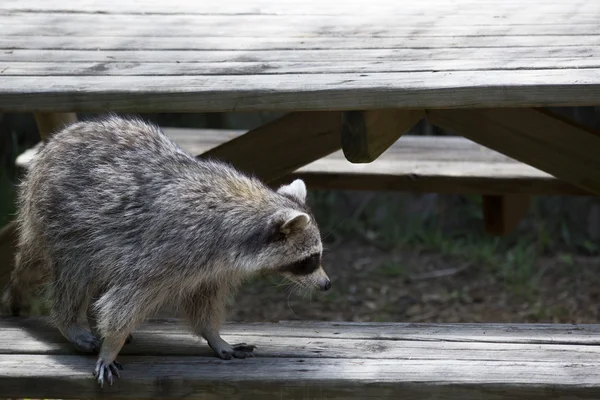 Junger Waschbär versenkt sich auf Picknickbank — Stockfoto