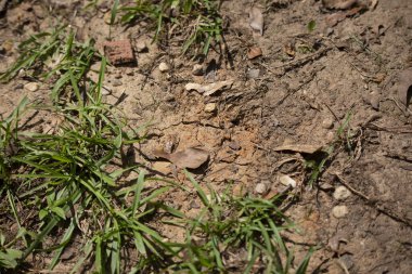 Kuru, çatlamış toprak çimlerin yakınındaki bir toprak parçasında