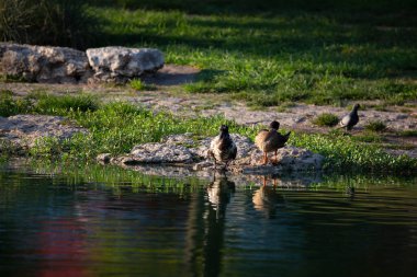 Bir çift yerli ördek kıyıda bir kayanın üzerinde güvercin ile tımar ediliyor.