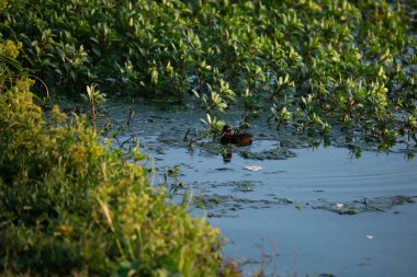 Kalın yaprakların arasında yüzen ördek yavrusu.