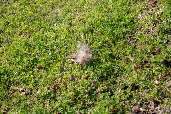 Gepolsterte Angelschnur Einem Büschel Auf Hellgrünem Gras — Stockfoto