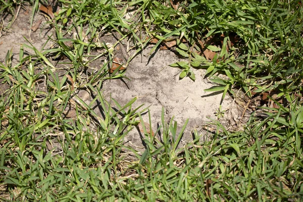 Dry Cracked Earth Patch Dirt Surrounded Grass — Stock Photo, Image