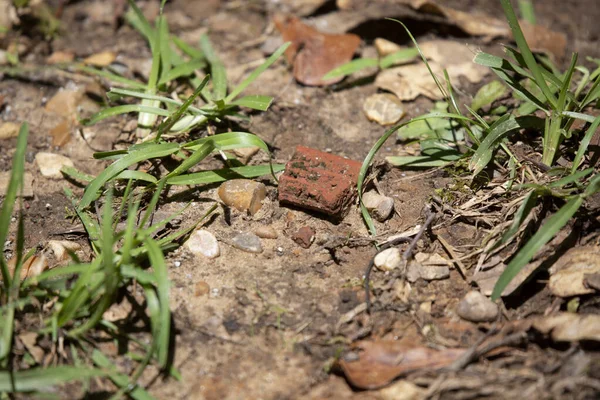 Litière Briques Brisées Dans Saleté Près Herbe — Photo