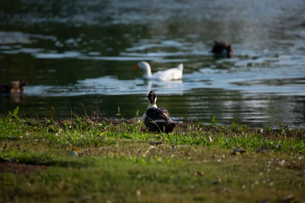 Cautious Duck Shore Watches Two Ducks Distance Enjoy Adventure Water — Stock Photo, Image