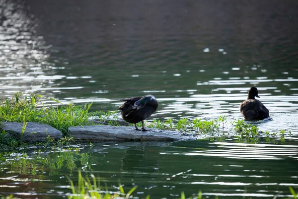 Pato Preparar Numa Rocha Margem Lago Enquanto Outro Pato Nada — Fotografia de Stock