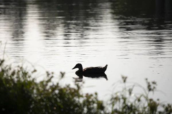 Silkeslen Profil Inhemsk Pacific Svart Anka Simmar Mot Sjö Strand — Stockfoto