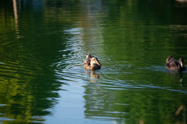 Paar Eenden Zwemmen Dezelfde Richting Het Open Water Van Een — Stockfoto