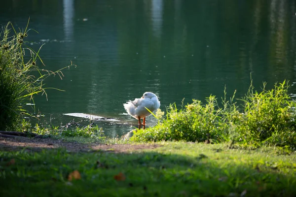 Ganso Doméstico Descansando Pacificamente Por Uma Exuberante Margem Lago — Fotografia de Stock